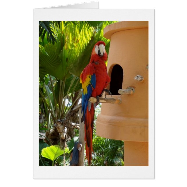 Hübsch Red Parrot (Vorne)