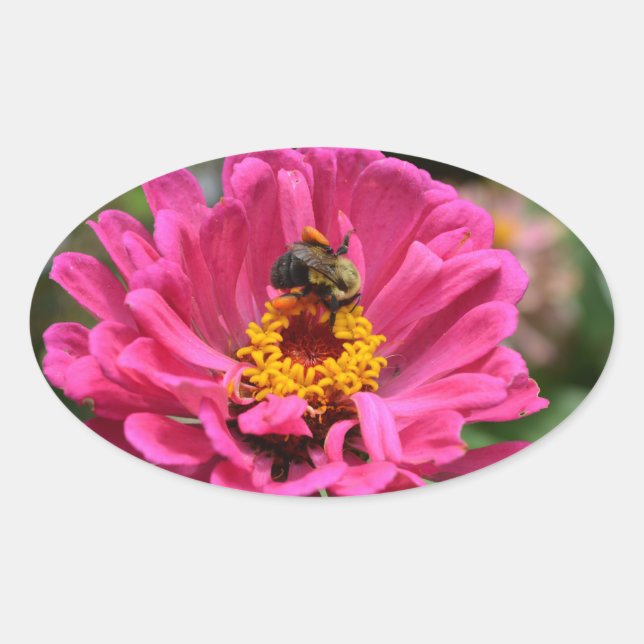Hübsch rosa Blütenpinke Zinnia Hummel Ovaler Aufkleber (Vorderseite)