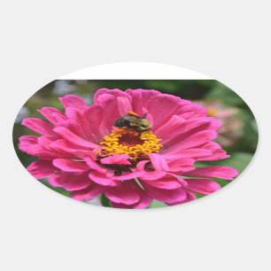 Hübsch rosa Blütenpinke Zinnia Hummel Ovaler Aufkleber