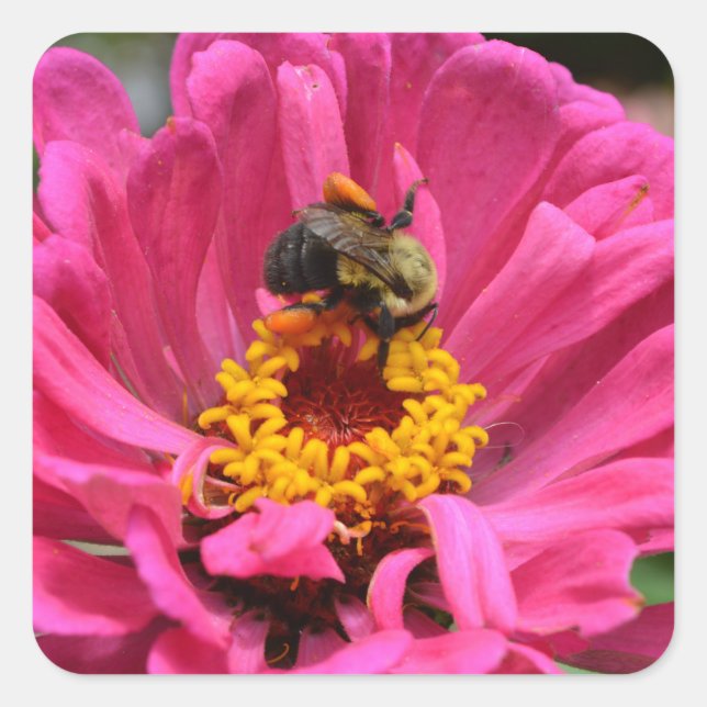 Hübsch rosa Blütenpinke Zinnia Hummel Quadratischer Aufkleber (Vorderseite)