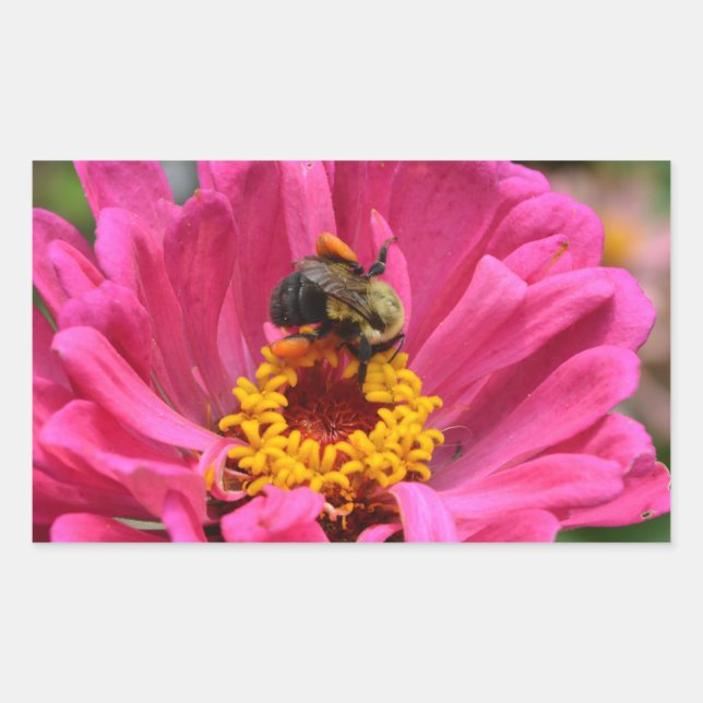 Hübsch rosa Blütenpinke Zinnia Hummel Rechteckiger Aufkleber (Vorderseite)
