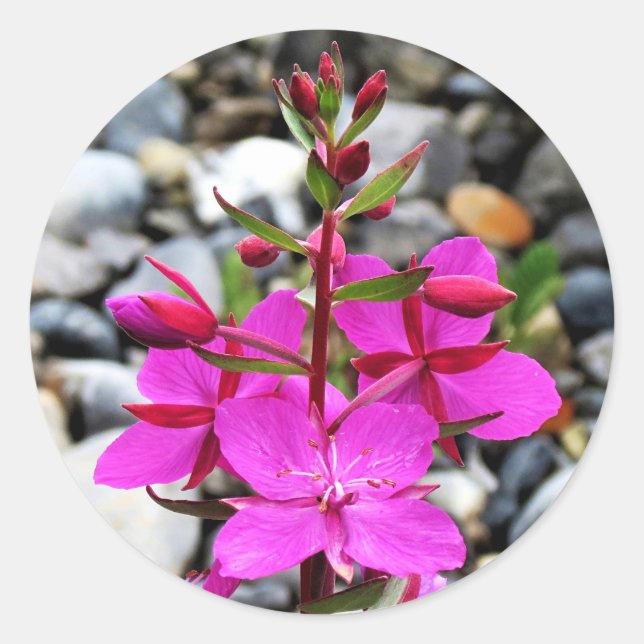 Hübsch rosa feuerwebe Wildblumen Blühen in Kanada Runder Aufkleber (Vorderseite)