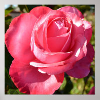 Hübsch rosa Herbstposter Rose