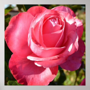 Hübsch rosa Herbstposter Rose Poster