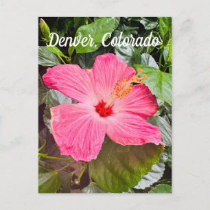 Hübsch rosa Hibiskus, Denver Colordo Postkarte