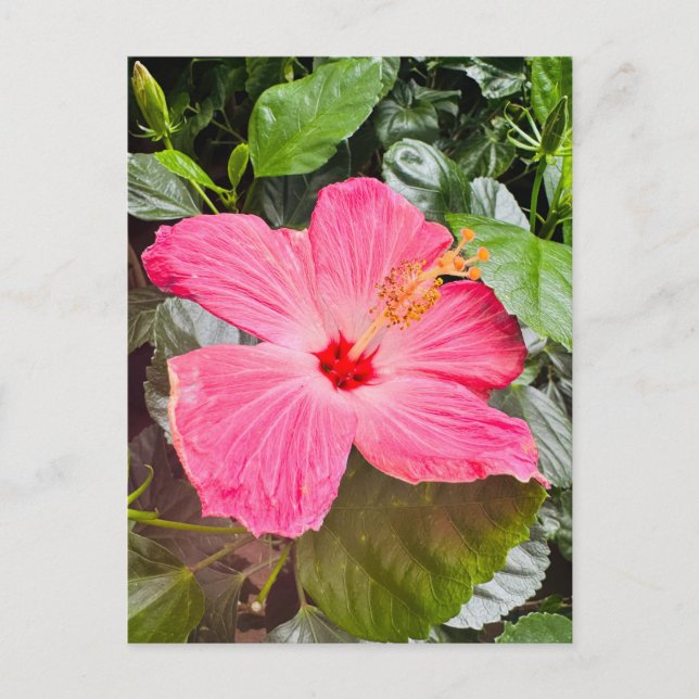 Hübsch rosa Hibiskus Postkarte (Vorderseite)