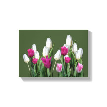 Hübsch rosa, moderne, farbenfrohe Tulpe