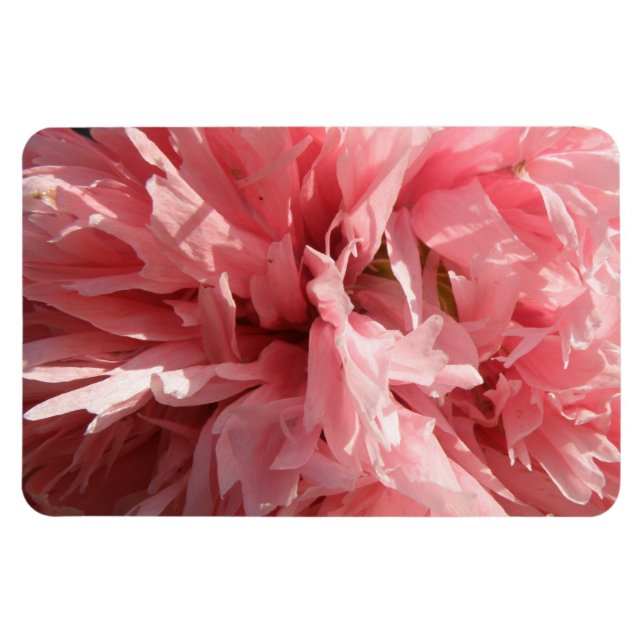Hübsch rosa Mohnblüte Magnet (Horizontal)