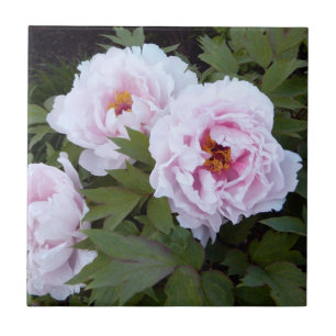 Hübsch-Rosa-Peony-Dekorationsteile Fliese