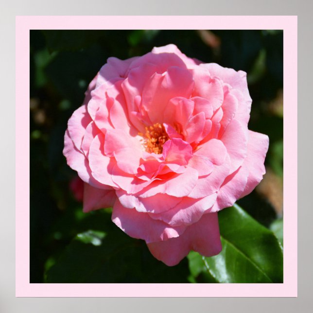 Hübsch rosa Rosa Poster (Vorne)