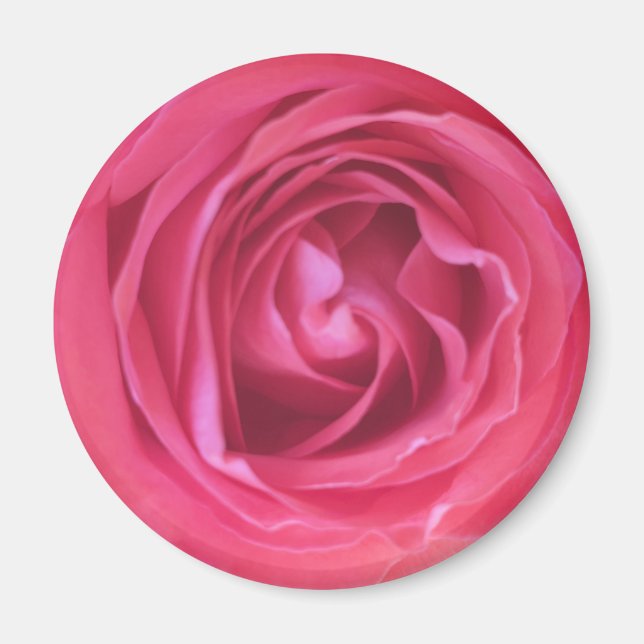 Hübsch Rosa Rose Magnet (Vorne)