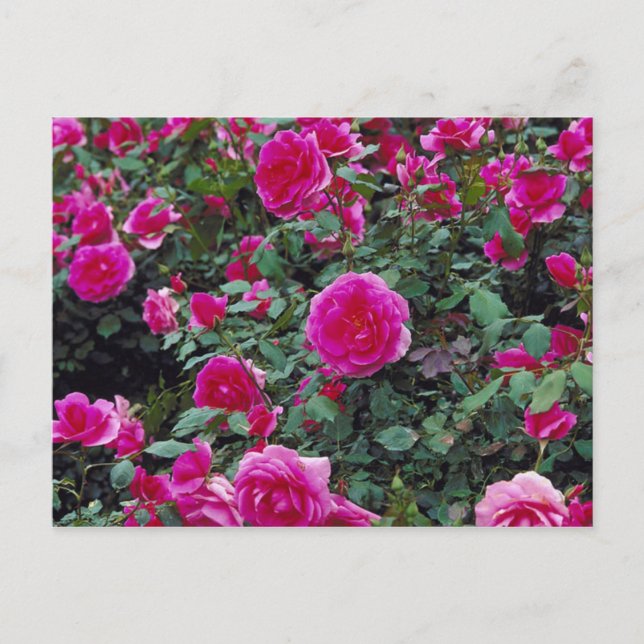 Hübsch rosa Rosen im Busch Postkarte (Vorderseite)