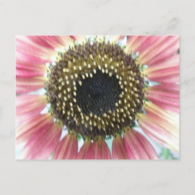 Hübsch rosa Sonnenblume Postkarte (Vorderseite)
