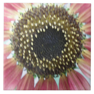 Hübsch rosa Sonnenblumenkeile Fliese