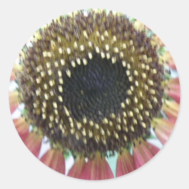 Hübsch rosa Sonnenblumenkleber Runder Aufkleber (Vorderseite)