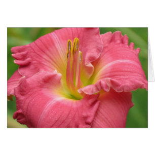 Hübsch - Rosa - Taglilie