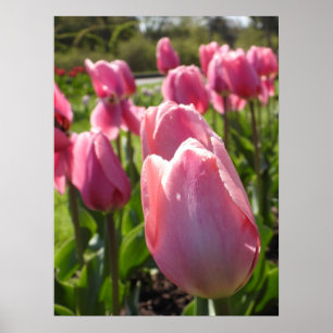 Hübsch-rosa Tulips Poster