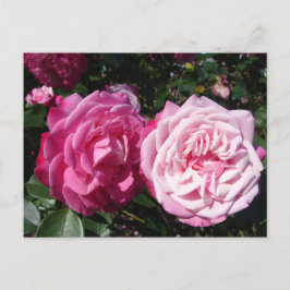 Hübsch rosa Vintage Rose Foto Postkarte