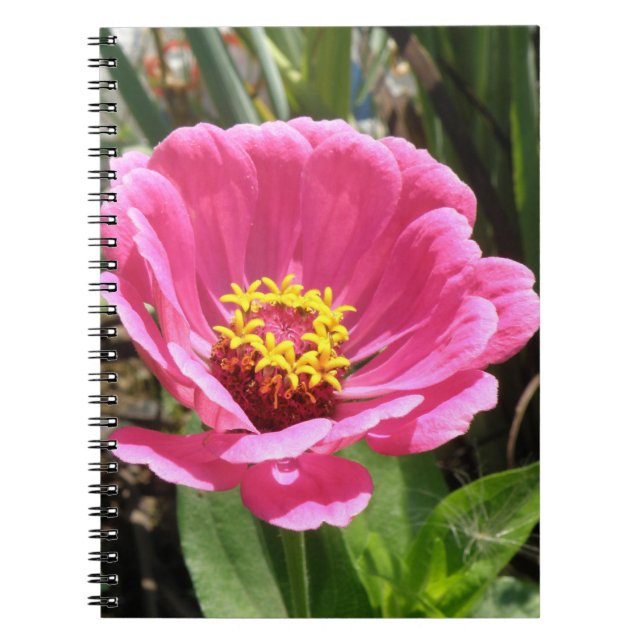 Hübsch rosa Zinnia-Notebook Notizblock (Vorderseite)