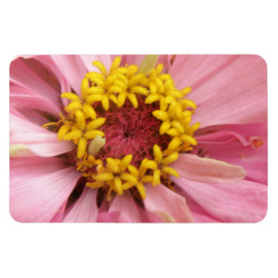 Hübsch rosa Zinnia Premium Magnet
