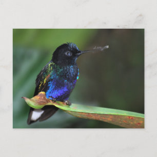 Hübsch Schwarz, Blau und Grüner Hummingvogel Postkarte