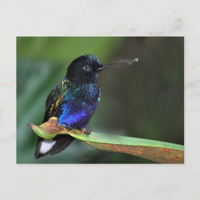 Hübsch Schwarz, Blau und Grüner Hummingvogel Postkarte (Vorderseite)
