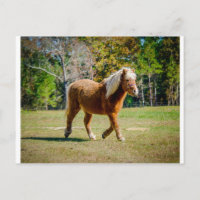 Hübsch Shetland Pony