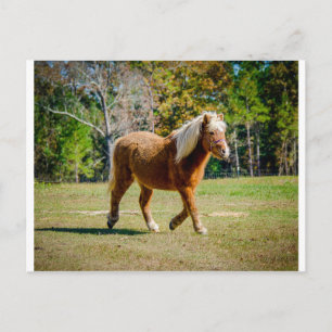Hübsch Shetland Pony Postkarte