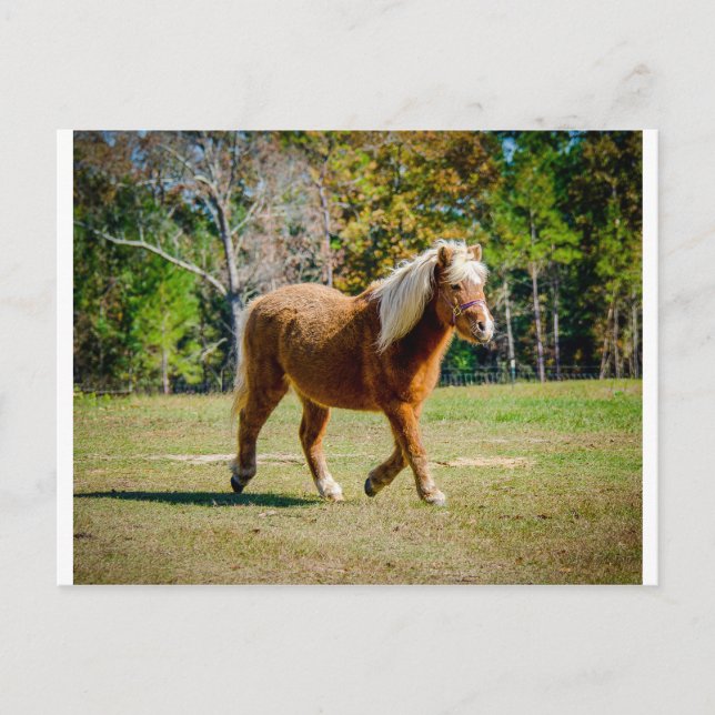 Hübsch Shetland Pony Postkarte (Vorderseite)