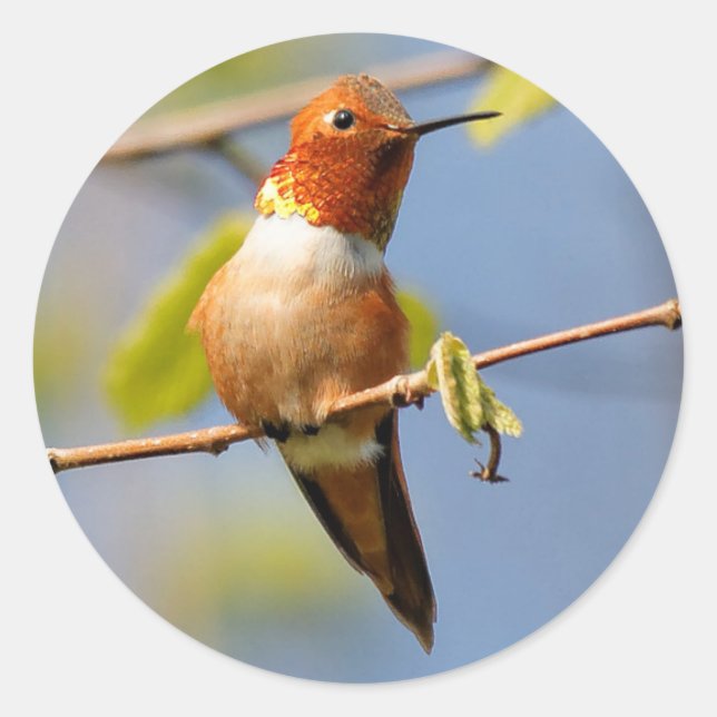 Hübsch sitzen: Male Rufous Hummingbird Runder Aufkleber (Vorderseite)