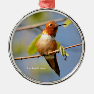 Hübsch sitzen: Male Rufous Hummingbird Silbernes Ornament