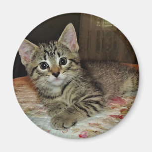 Hübsch Tiger Kitten Magnet