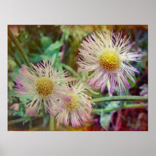 Hübsch und rosa poster