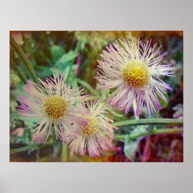 Hübsch und rosa poster (Vorne)