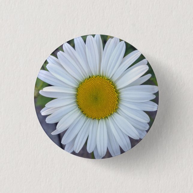 Hübsch White Daisy Foto Button (Vorderseite)