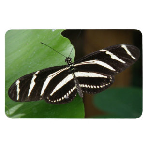 Hübsch Zebra Longwing Butterfly Flexi Magnet