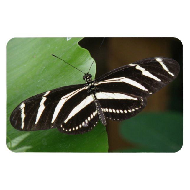 Hübsch Zebra Longwing Butterfly Flexi Magnet (Horizontal)