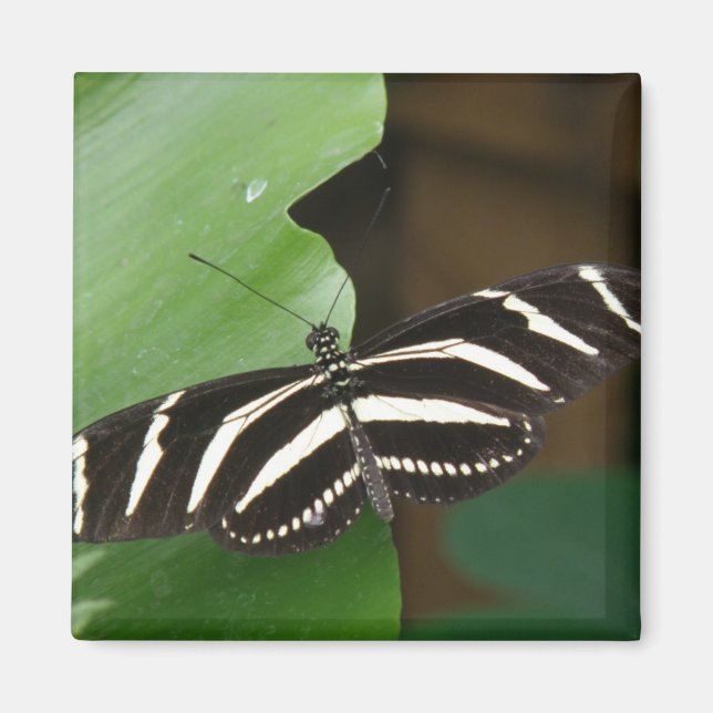 Hübsch Zebra Longwing Butterfly Magnet (Vorne)