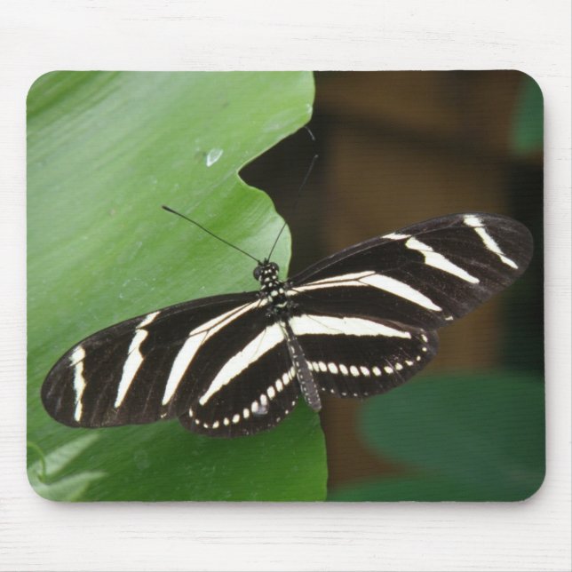 Hübsch Zebra Longwing Butterfly Mousepad (Vorne)