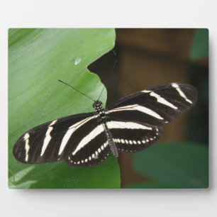 Hübsch Zebra Longwing Butterfly Plaque Fotoplatte