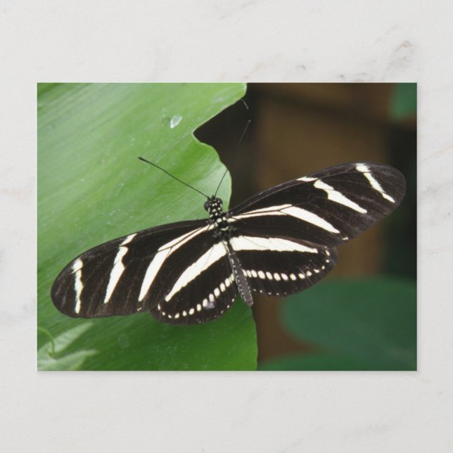 Hübsch Zebra Longwing Butterfly Postcard Postkarte (Vorderseite)