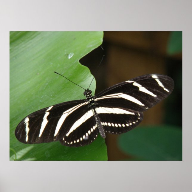 Hübsch Zebra Longwing Butterfly Print Poster (Vorne)