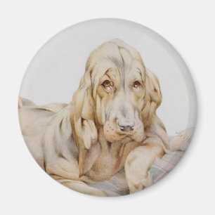 Hübsche alte Bloodhounds, Welpenhunde von EJ Detmo Magnet