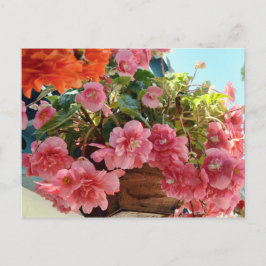 Hübsche Begonia-Blume Postkarte