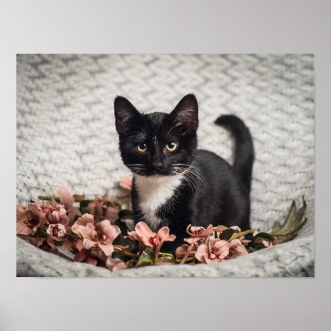 Hübsche Bella Rose Poster (Vorne)