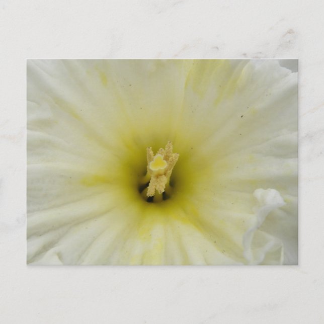 Hübsche blasse affodische Postkarte (Vorderseite)