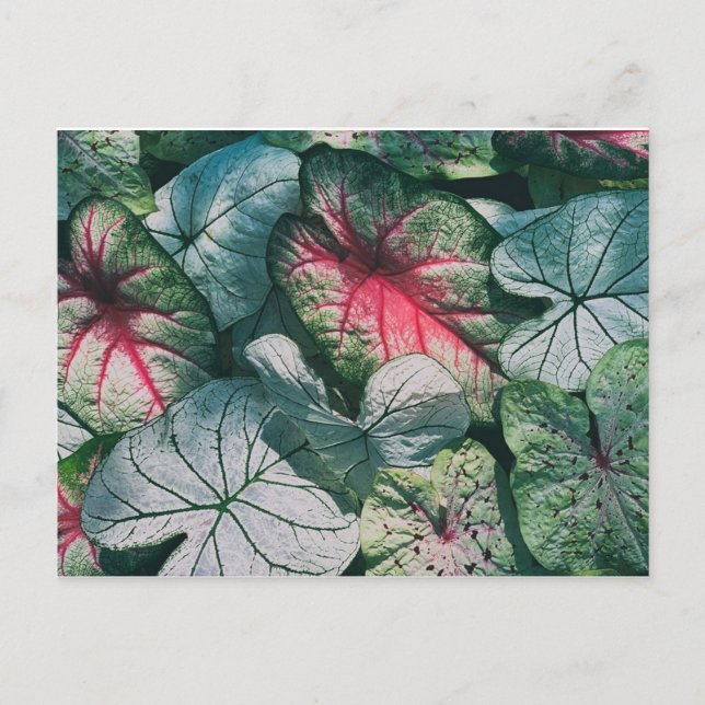 Hübsche Blätter Postkarte (Vorderseite)