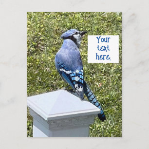 Hübsche blaue Jay auf Postkarten