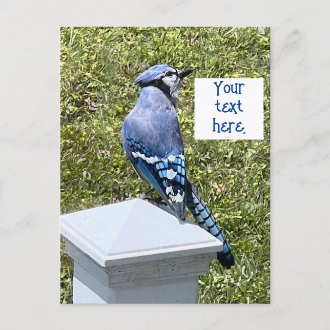 Hübsche blaue Jay auf Postkarten (Vorderseite)