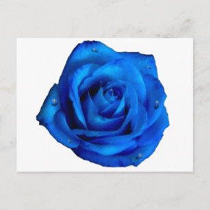 Regentropfen Rosen Poster Zazzle At